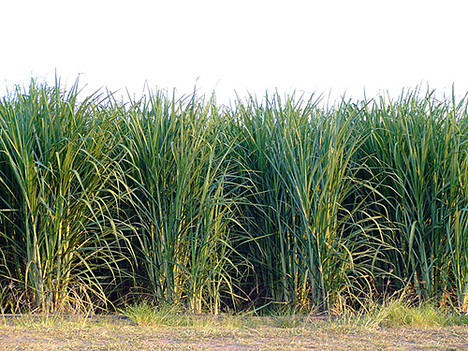 Sugar Cane