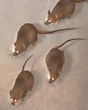 Dire Rat FFXII