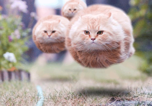 [Bild: Flying_cat_balls.gif]