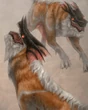 Wolf xii