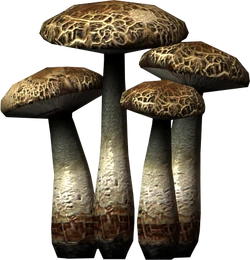 Namiras rot