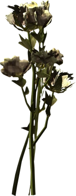 Tundra cotton
