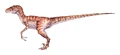 Raptor male.jpg