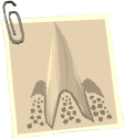 Ork Tooth