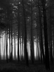 Dark woods