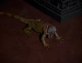 Spot-Iguana.jpg