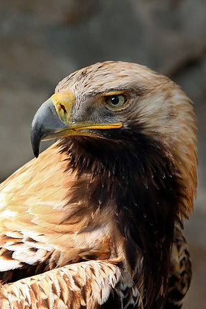 27 especies de aguilas 27 especies de aguilas