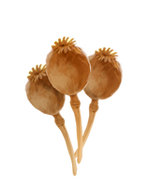 Poppy-heads-lrg