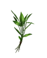 Knotgrass.png