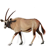 Huge item gemsbok 01
