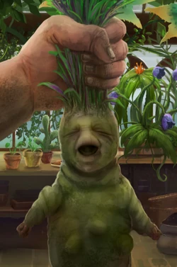 Mandragore Pottermore