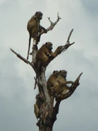 Olive Baboon