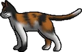 Nutmeg (Ro).rogue