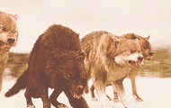 Tumblr a3qvn5fEs1qd41g8o1 250
