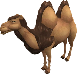 Al the Camel