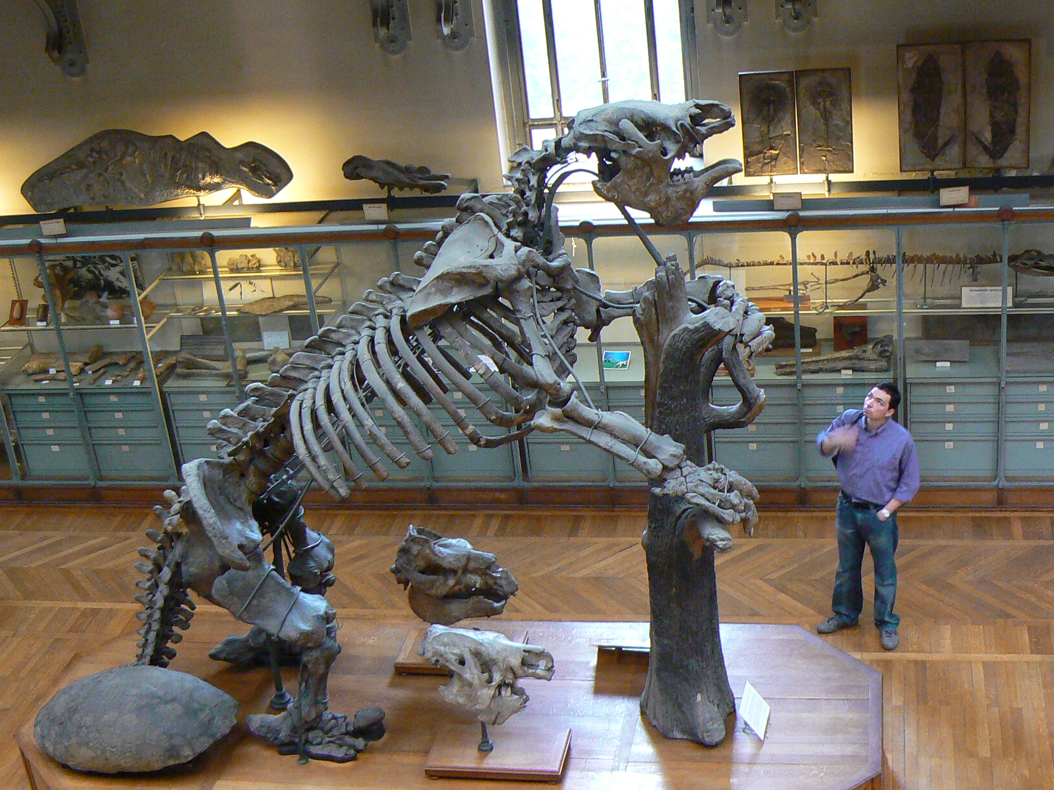 Megatherium_esqueleto.jpg