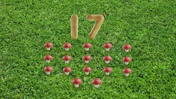 17-Mushrooms
