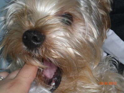 Mokibitey