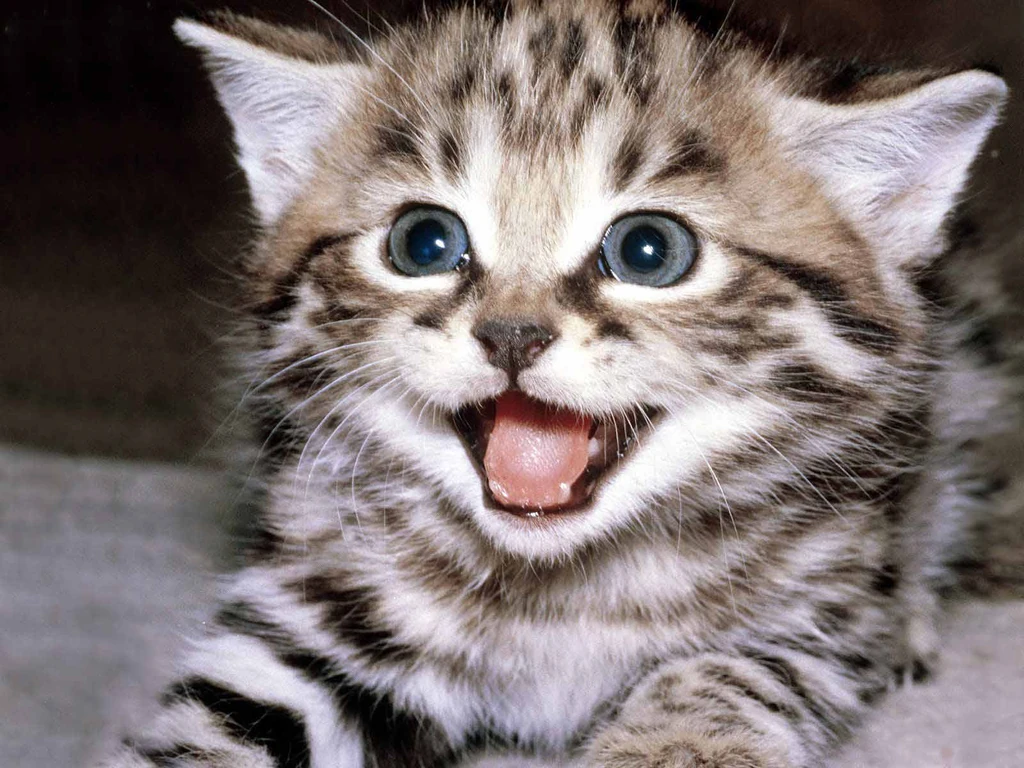 1024px-HappyCat.jpeg