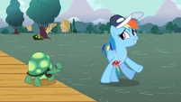 Rainbow Dash turning away from Tank S2E07