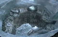Drop To Cave.png