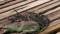 2104-FF-DeadRats