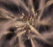 Ascension