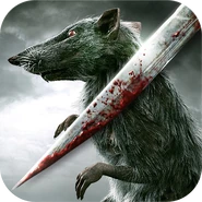 Rat