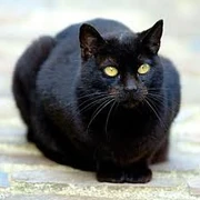 Cat3