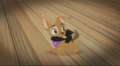 Pacthpup
