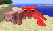 King crab