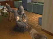 Dona Morte e um Cão