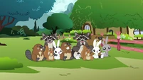 Fluttershy's animals S3E05