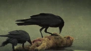 Crows