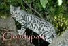 Cloudypaw