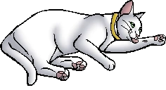 Snowdrop.kittypet