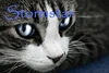 Stormstar