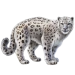 Item silverleopard 01