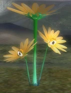 Creeping Chrysanthemum hiding