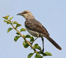 TropicalMockingbird