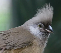 Speckled Mousebird RWD4