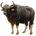 Item gaur 01