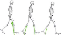 Biomechanics