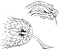 Glimwurm Detail.jpg
