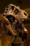 Tyrannosaurus rex Bones