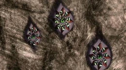 Fehl prime - cruiser eye defenses