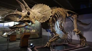 Exhibits triceratops-cliff triceratops-solo