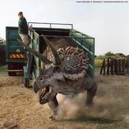 Triceratops big