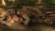 Triceratops wwd