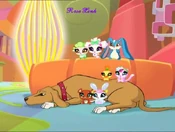 Pet